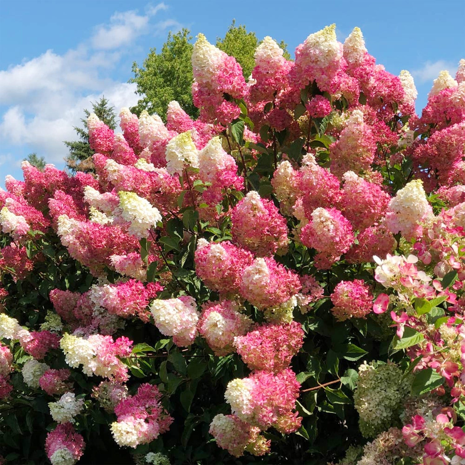 Strawberry Hydrangea Hydrangea Paniculata flower seeds for backyard garden planting
