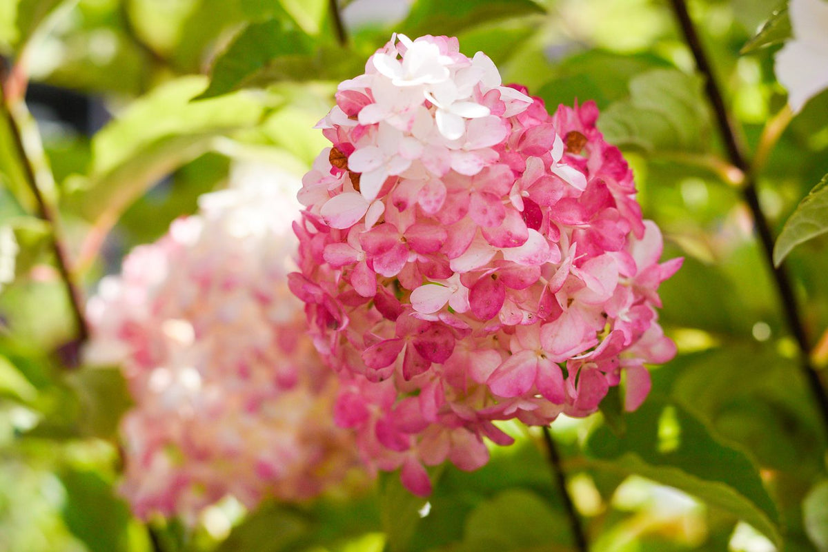 Vanilla Strawberry Hydrangea Paniculata Flowering Seeds For Planting Backyard blooms