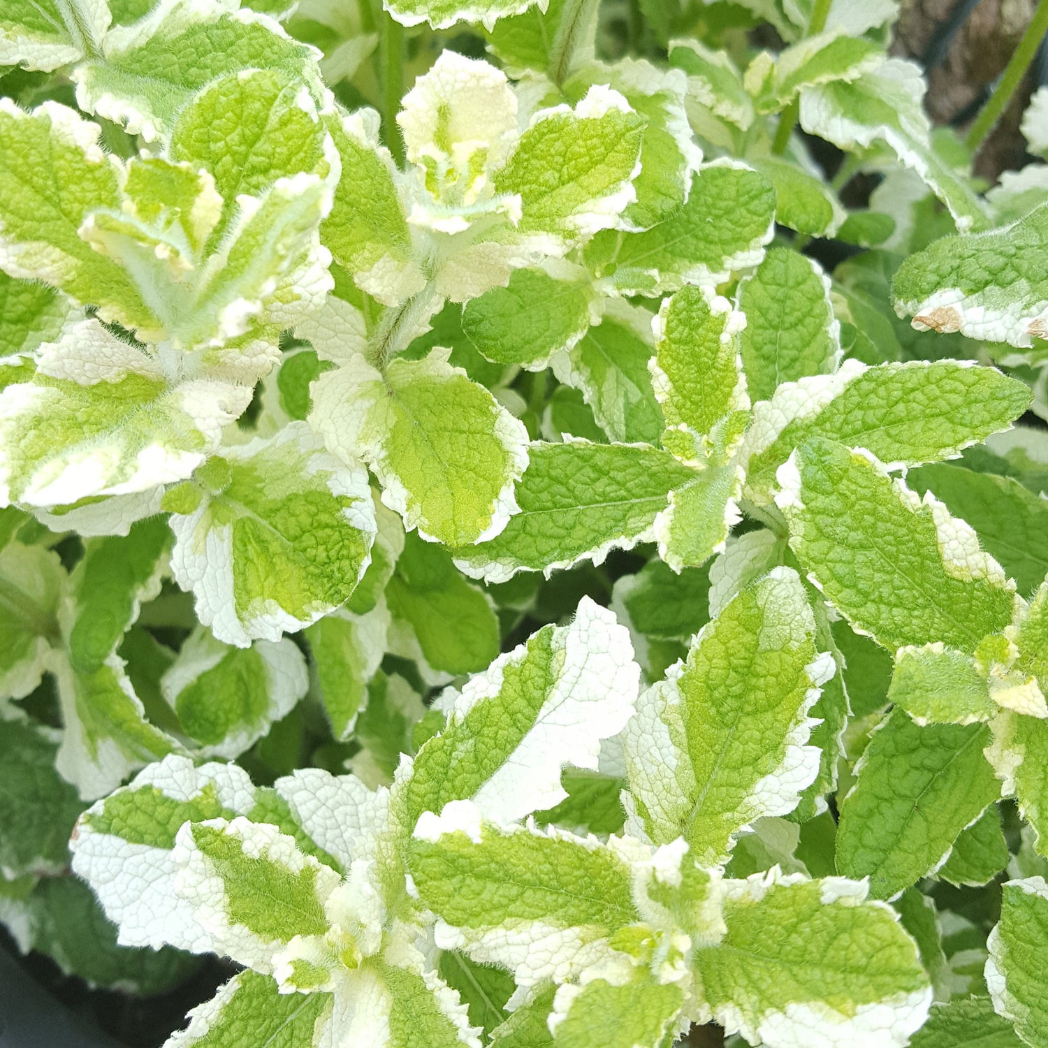 Organic variegated pineapple peppermint seeds for planting fragrant herbs