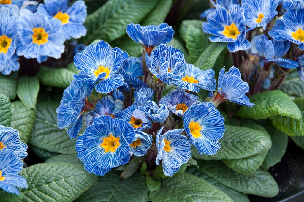 Heirloom Blue Zebra Primula Flower Seeds for Planting – Non-GMO Perennial Garden Blooms