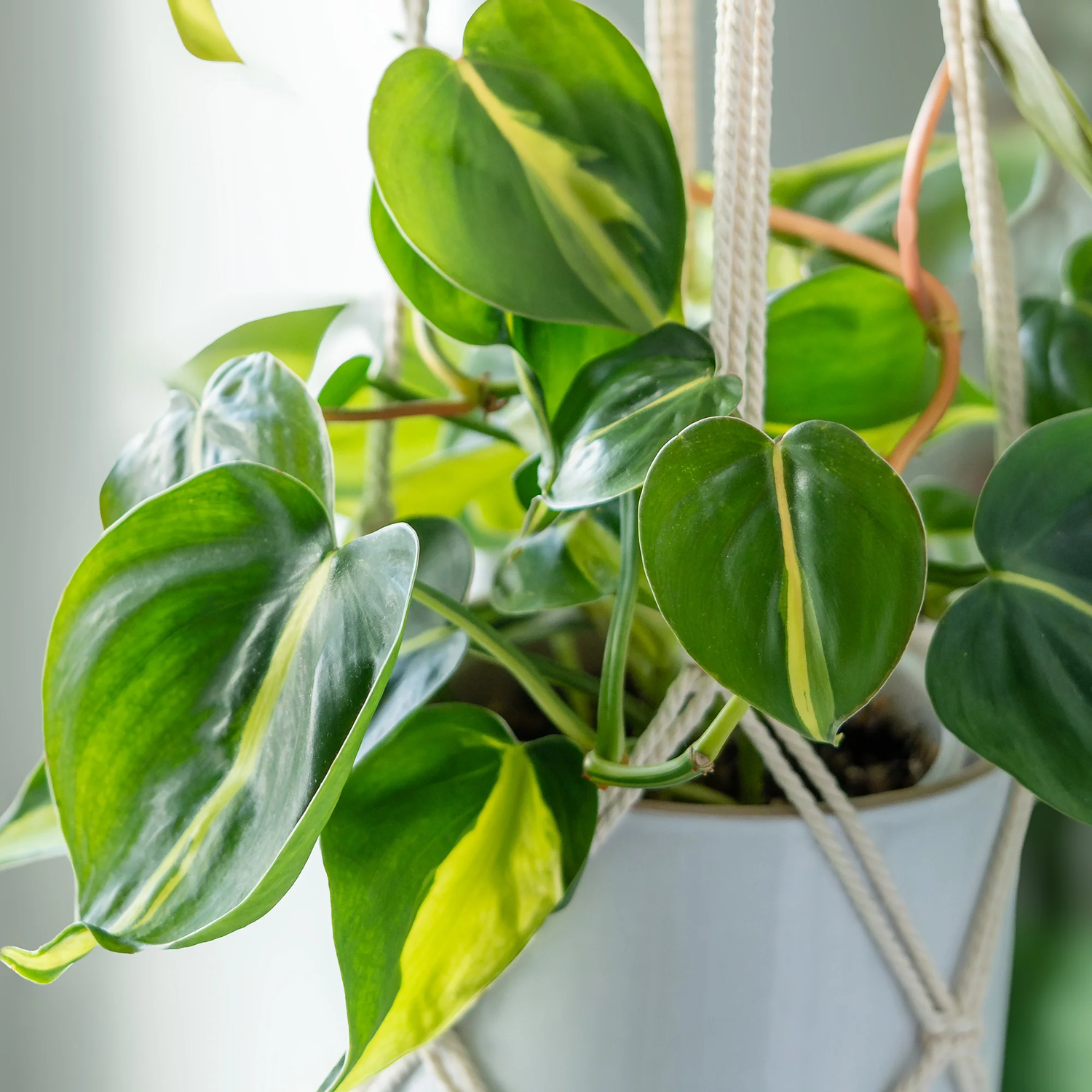 Green Philodendron Erubescens Plant Seeds – Heirloom, Non-GMO Seeds for Planting