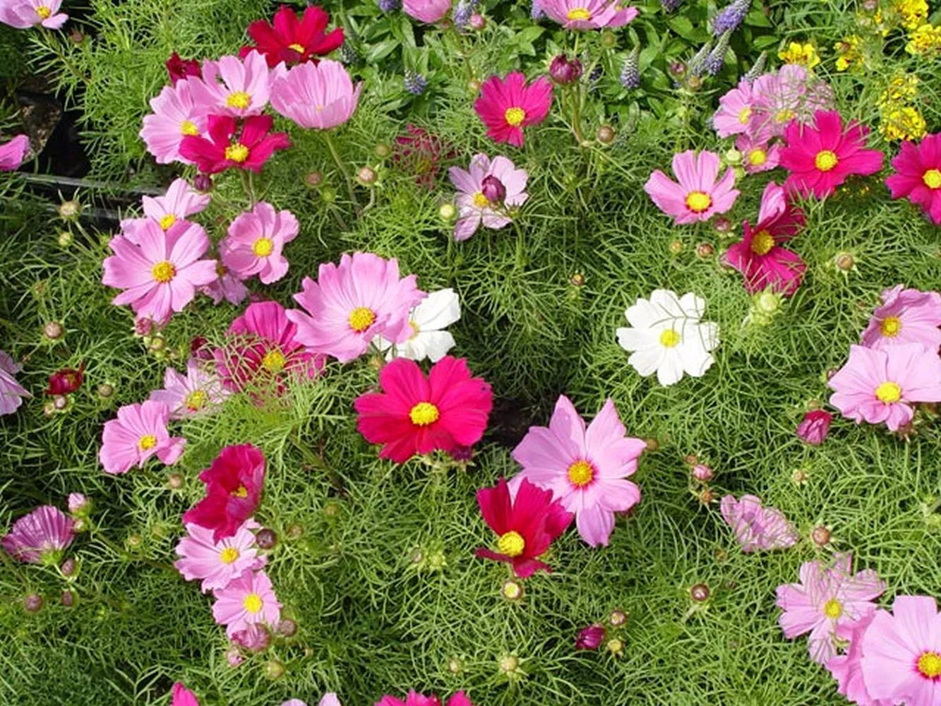 Cosmos Seeds - Versailles Tetra Mix