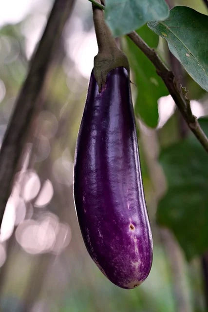 Eggplant Seeds (Organic) - Long Purple