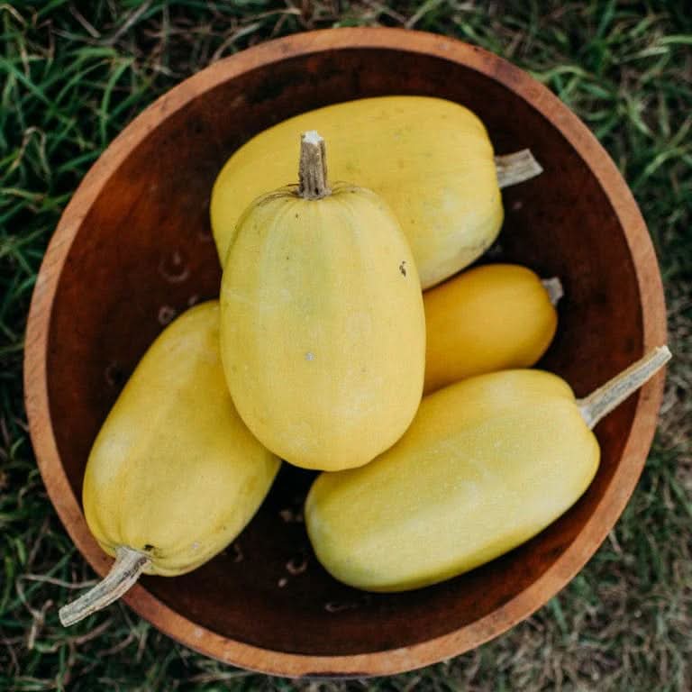 Spaghetti Squash Vegetable Seeds for Planting - heirloom & Non-GMO Garden Seeds