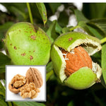 Velvet walnut seeds close up for tree gardening