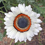 Venidium White Shine Open Pollinated heirloom non-gmo garden seeds