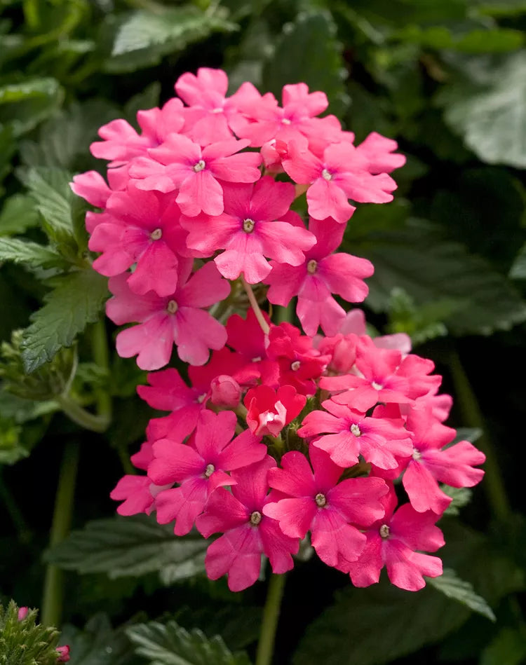 Verbena Compacta Ground Cover Seeds