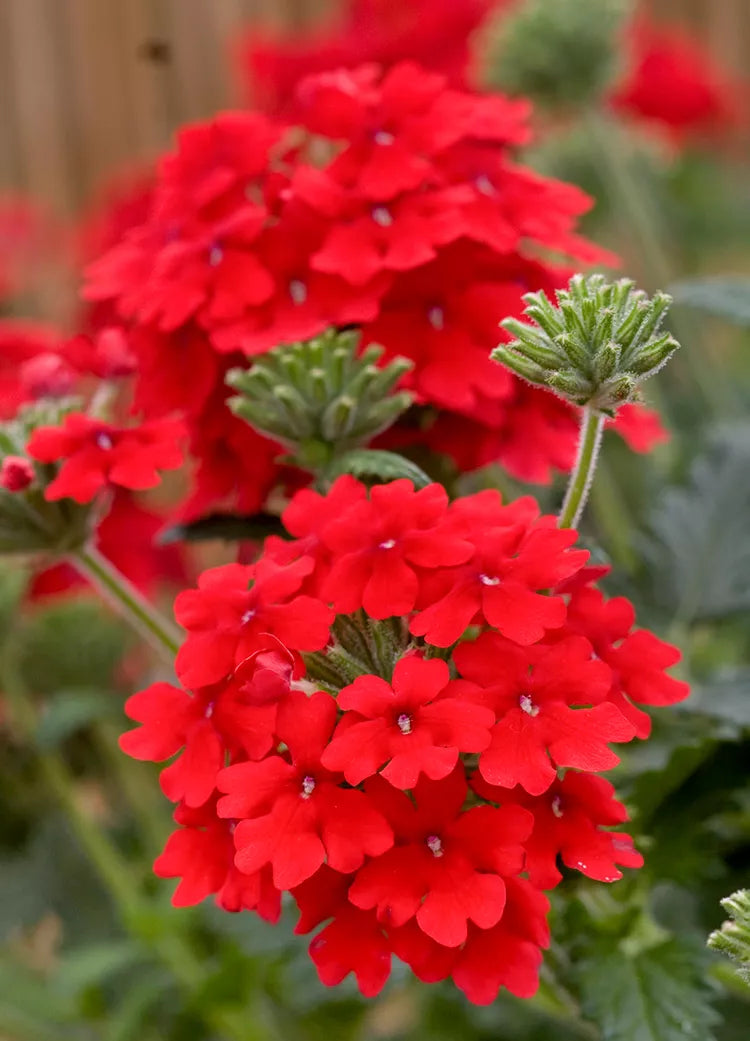 Verbena Compacta Ground Cover Seeds