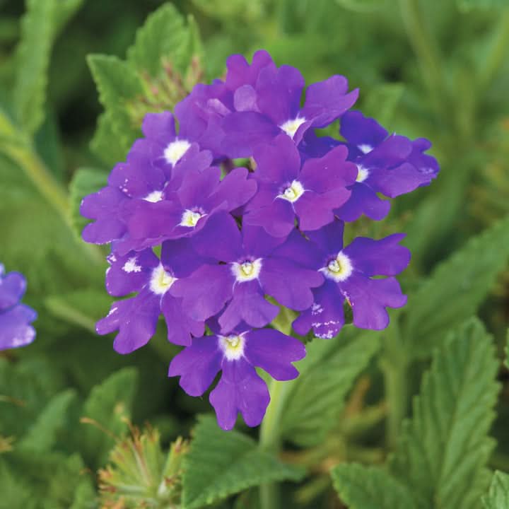 Semi-Trailing Verbena Flower Seeds for Planting, Cascading Blooms for Hanging Baskets