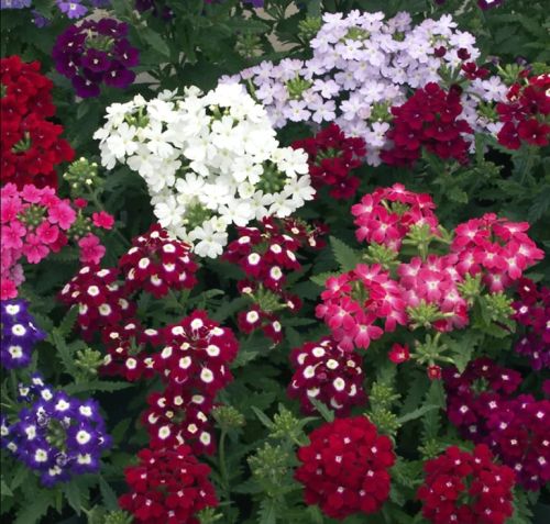 Verbena Obsession Imported heirloom non-gmo garden seeds