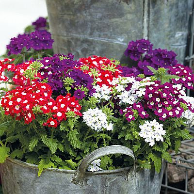 Verbena Quartz Imported heirloom non-gmo organic garden seeds