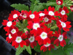 Verbena Red With White Eye Flower Open Pollinated heirloom non-gmo organic garden seeds