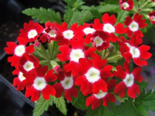 Verbena Red With White Eye Flower Open Pollinated heirloom non-gmo organic garden seeds
