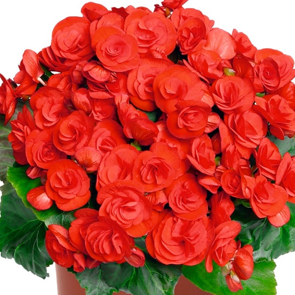 Rose Rieger Begonia Flowering Seeds For Planting In Pots