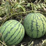 Vertical watermelon vines grown using Sugar Pot watermelon seeds