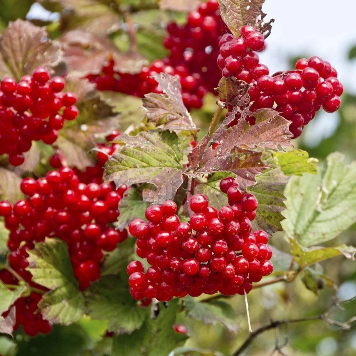 Viburnum Opulus cranberry seeds for planting edible hedges