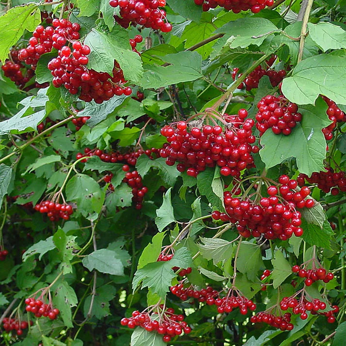 Viburnum Opulus garden seeds hardy shrub for cold climates