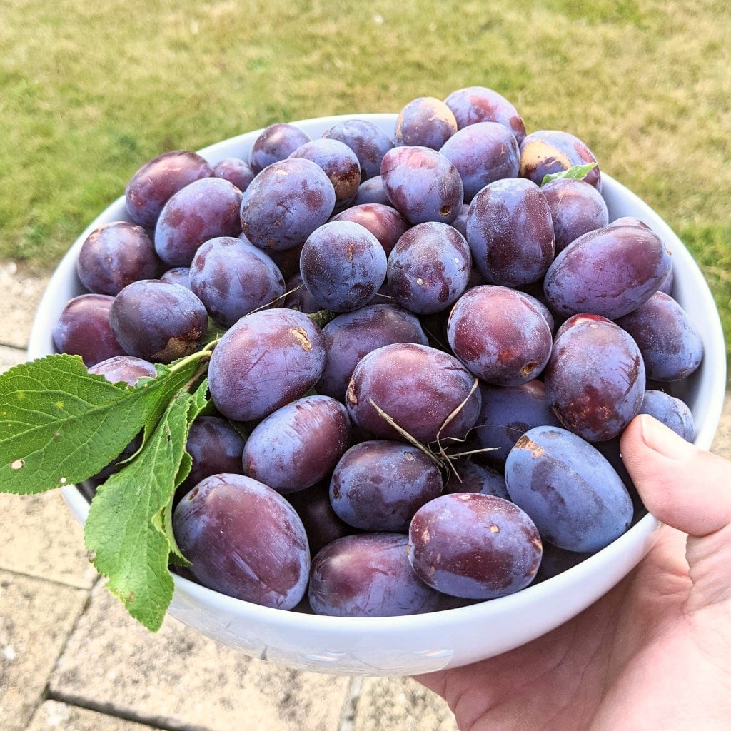 Victoria Plum (Prunus domestica 'Victoria') – Sweet, Juicy, and Versatile Plum Variety