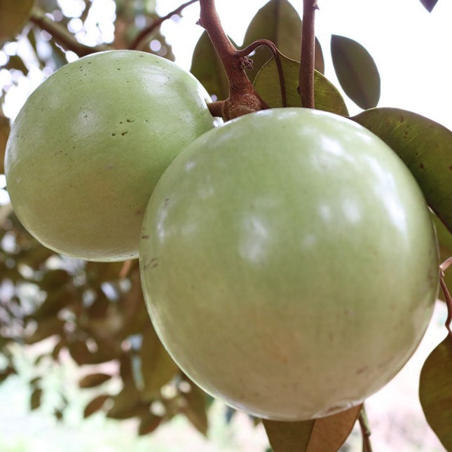 Vietnam Milk Melon seeds light pale pink Non GMO variety