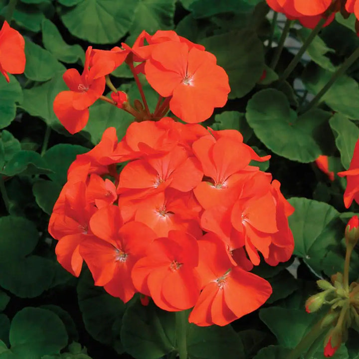 Orange Geraniums Heirloom Non-GMO Seeds for Planting