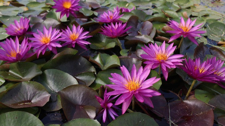 Violicious Water Lily