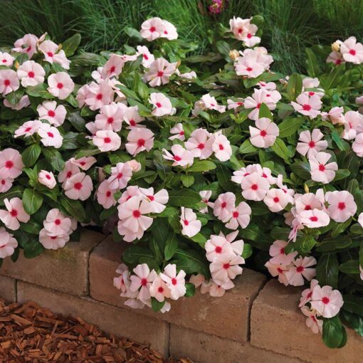 Vinca Apricot Imported heirloom non-gmo garden seeds