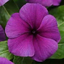 Vinca Blueberry Imported heirloom non-gmo organic garden seeds