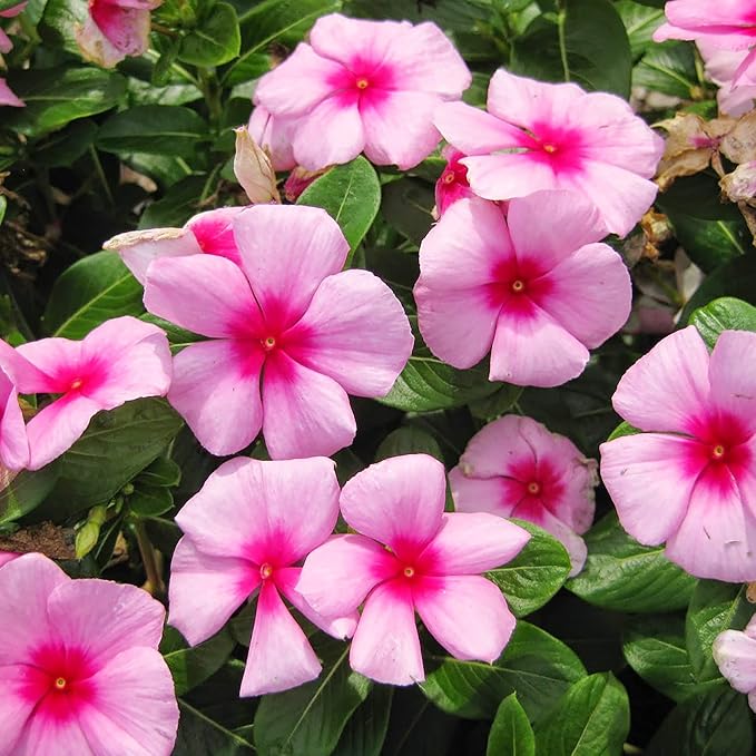  Vinca Catharanthus Roseus Seeds – Bright Blooms for Cottage Gardens Motiv 