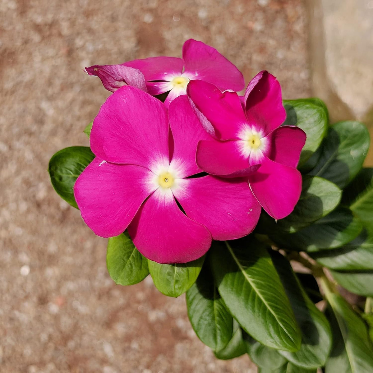  Vinca Catharanthus Roseus Seeds – Bright Blooms for Cottage Gardens Motiv 