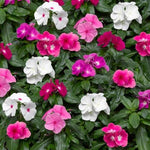 Vinca Cora F1 Hybrid Disease Resistant Imported heirloom non-gmo garden seeds
