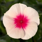 Vinca Cora Cascade Apricot Trailing F1 Hybrid Disease Resistant Imported heirloom non-gmo garden seeds