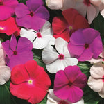 Vinca Cora Cascade Trailing F1 Hybrid Disease Resistant Imported heirloom non-gmo garden seeds