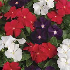 Vinca Jams N Jellis Imported heirloom non-gmo organic garden seeds