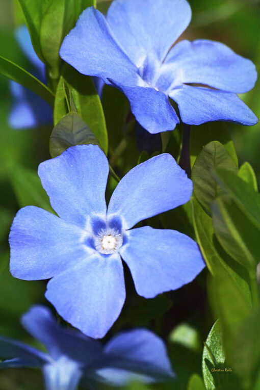 Vinca Moana Blue Open Pollinated heirloom non-gmo organic garden seeds