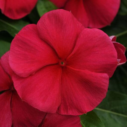 Vinca Dark Red Imported heirloom non-gmo garden seeds