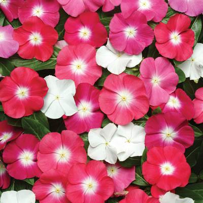 Vinca Pacifica Halo Xp Imported heirloom non-gmo organic garden seeds