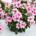 Vinca Blush F1 Imported heirloom non-gmo garden seeds