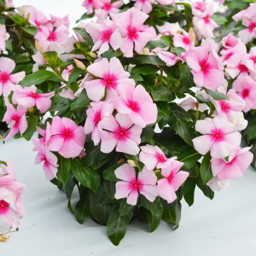 Vinca Blush F1 Imported heirloom non-gmo garden seeds