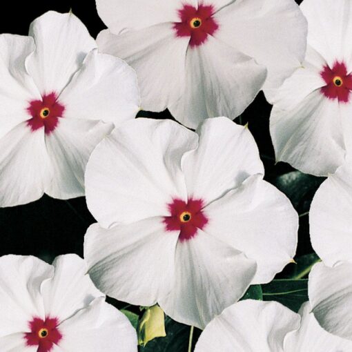Vinca Polka Dot Imported heirloom non-gmo garden seeds