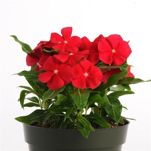 Vinca Red Really Imported heirloom non-gmo garden seeds