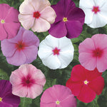 Vinca Sunstorm Imported heirloom non-gmo garden seeds