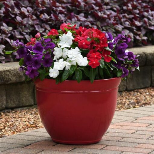 Vinca Tattoo American Pie heirloom non-gmo organic garden seeds