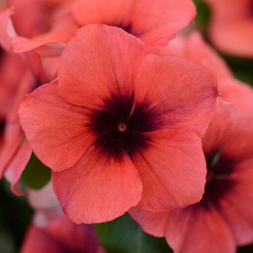 Vinca Tattoo Papaya F1 Hybrid Imported heirloom non-gmo garden seeds