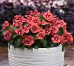 Vinca Tattoo Tangerine Imported heirloom non-gmo garden seeds