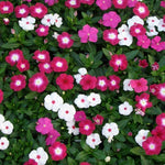 Vinca Victory Imported heirloom non-gmo organic garden seeds