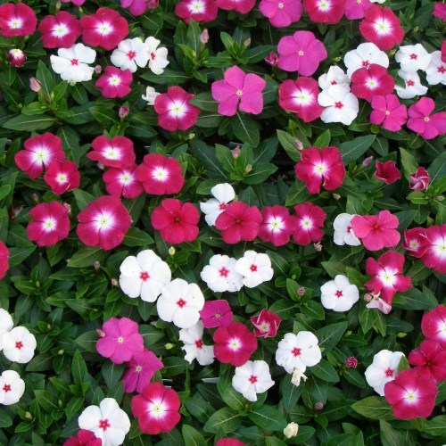 Vinca Victory Imported heirloom non-gmo organic garden seeds