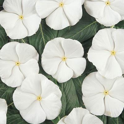 Vinca White Imported heirloom non-gmo garden seeds