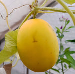 Vine Peach Melon Seeds for Planting High Quality Non GMO