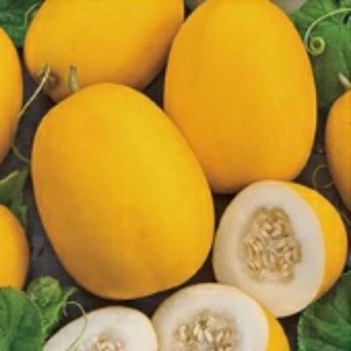 Vine Peach Melon Seeds Warm Season Variety for Home Garden