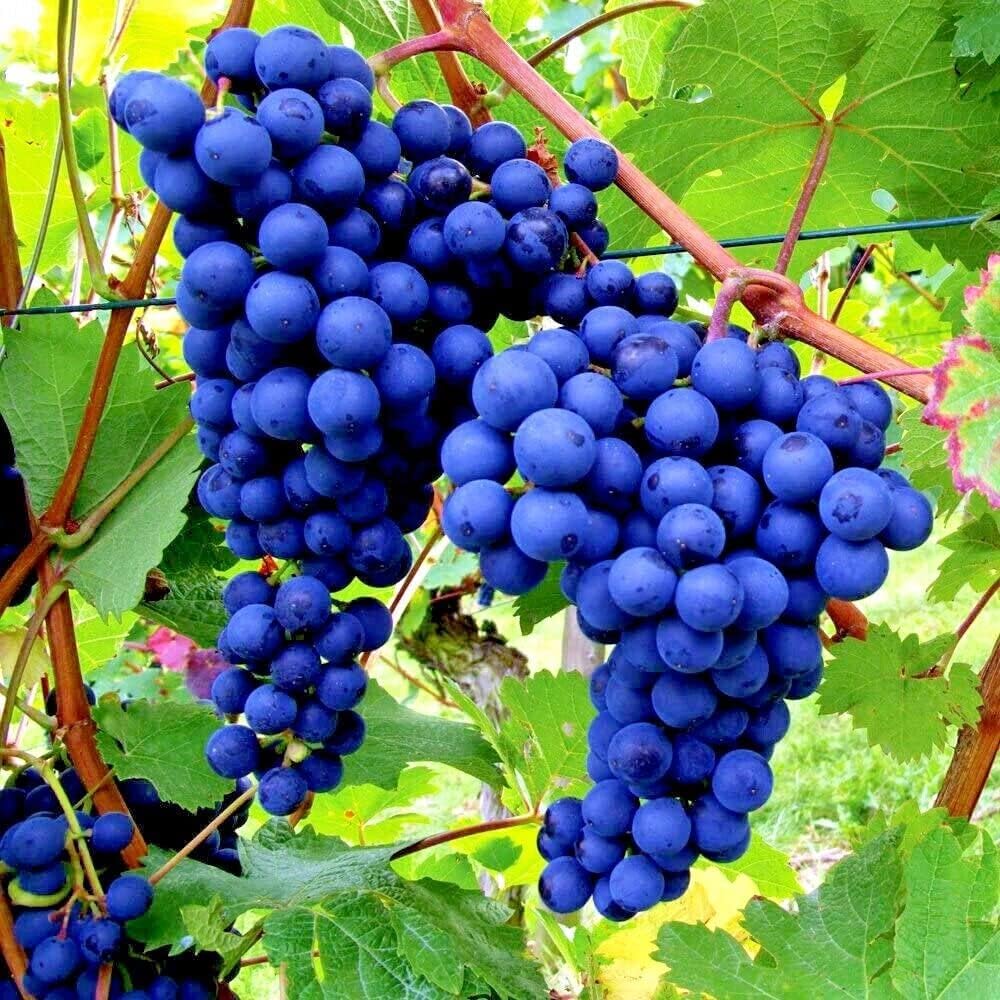 Vineyard style backyard grape vines from finger grape seeds
